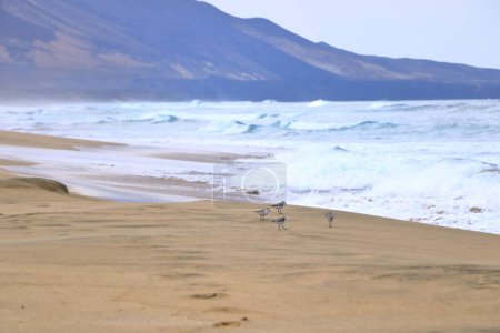 Sandpipers Curlew fotografiados en Fuerteventura en España