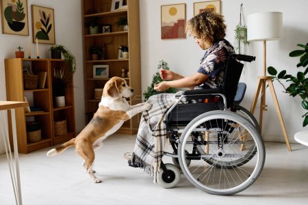 Téléchargez les photos : Femme africaine handicapée assise en fauteuil roulant et jouant avec son chien dans le salon - en image libre de droit