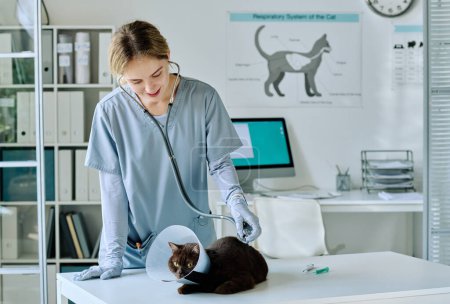 Foto de Veterinario joven en uniforme examinando gato con estetoscopio en sala de veterinario - Imagen libre de derechos