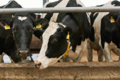 Cow and bulls with tags on their ears standing at cowshed on the farm Poster #653373654