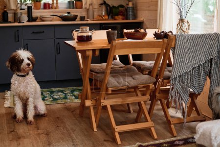 No people wide shot of Lagotto Romagnolo dog sitting on floor in cozy kitchen in wooden country house, copy space