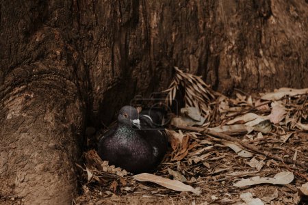 Photo for Beautiful pigeon in the nest near tree and fallen leaves. Domestic pigeon or city dove on brown background. - Royalty Free Image