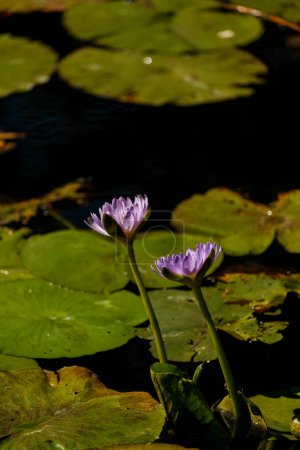 Photo for Two purple water lilies lotus flowers with big green leaves. Beautiful aquatic plants such as lotus flowers and water lilies in the lake with leaves around. - Royalty Free Image