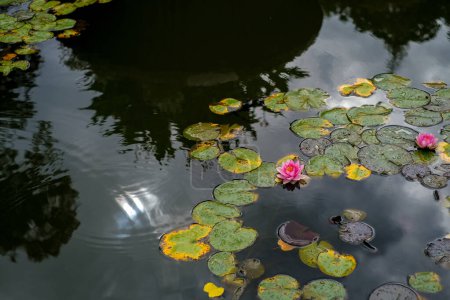 Photo for Two big pink water lilies lotus flowers with big green leaves. Beautiful aquatic plants such as lotus flowers and water lilies in the lake with leaves around. - Royalty Free Image