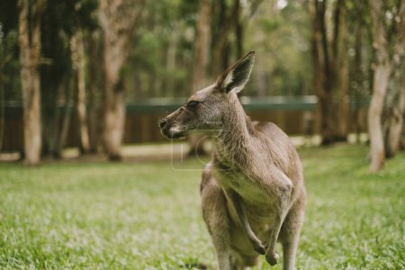 Adorable grey kangaroo standing on green grass among eucalyptus trees