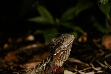 Australian water dragon reptile lizard sitting in beautiful lush bushland. Australian reptile. Big lizard. Water dragon. Intellagama lesueurii. Wildlife theme. Native animal.