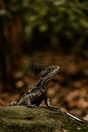 Australian water dragon reptile lizard sitting in beautiful lush bushland. Australian reptile. Big lizard. Water dragon. Intellagama lesueurii. Wildlife theme. Native animal.