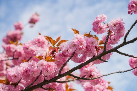 Beautiful cherry blossoms in pink color on a branch