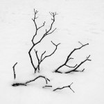 Black and white minimalistic photography: branch in the snow