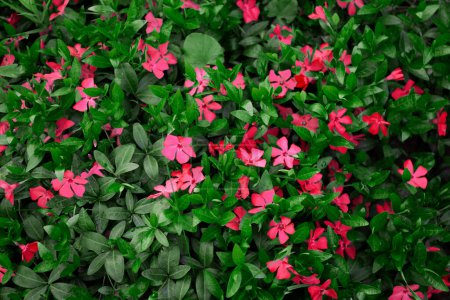 Photo for Bright pink flowers on background of green leaves close up - Royalty Free Image