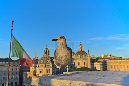 Photo for View at the Basilica Ulpia from Altare della Patria in the late afternoon. A dove in the foreground as well as the Italian flag - Royalty Free Image