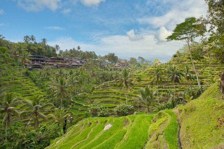 Photo for Rice Terasses of Tegalalang on Bali and approaching rain clouds. Tourist restaurants are seen in the back. Reupload after color correction - Royalty Free Image