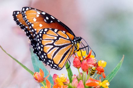 Téléchargez les photos : Reine papillon se nourrissant de fleurs d'asclépiade - en image libre de droit