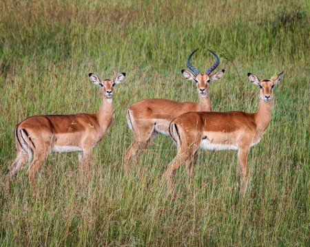Téléchargez les photos : Impalas mâles et femelles debout dans le Serengeti - en image libre de droit
