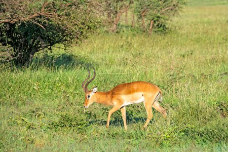 Photo for Impala ram grazing along in the Serengeti of Tanzania - Royalty Free Image
