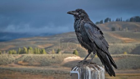 Raven on post at pullout in Hayden Valley, Yellowstone National Park