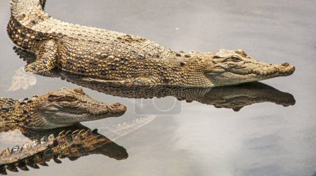 Téléchargez les photos : Deux crocodiles se prélassant dans une petite piscine d'eau - en image libre de droit