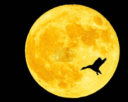 Téléchargez les photos : Canard en position d'atterrissage silhoutted contre une pleine lune brillante - en image libre de droit