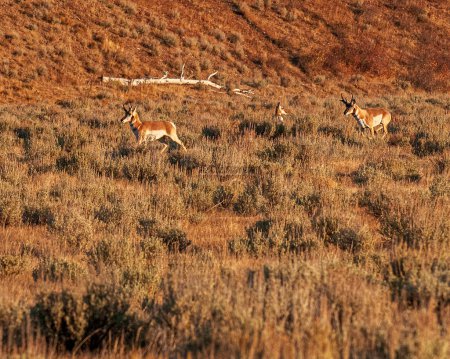 Téléchargez les photos : Pronghorn Buck Protéger son territoire - en image libre de droit