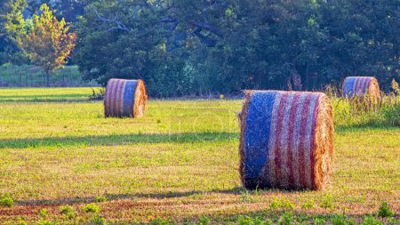 Photo for Freshly Harvested Patriotic Hay Bales - Royalty Free Image