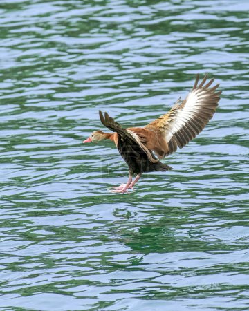 Black Bellied Whistling Duck About to Land