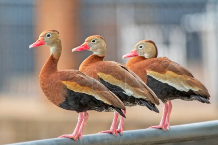 Black Bellied Whistling Ducks Standing on a Railing