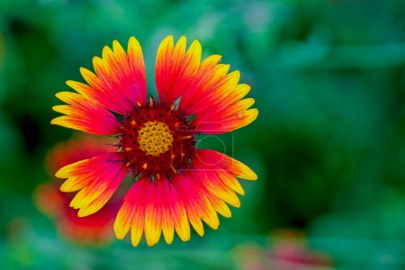 Gaillardia Bloom Isolated Against a Green Background