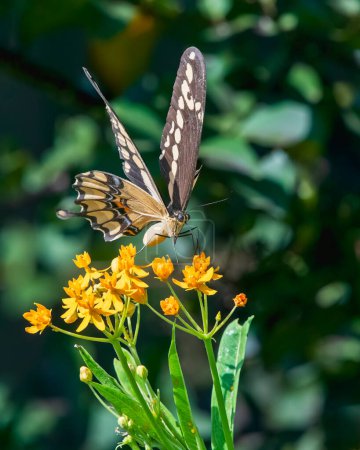Schwarzer Schwalbenschwanz Schmetterling ernährt sich von gelben Milchkrautblüten