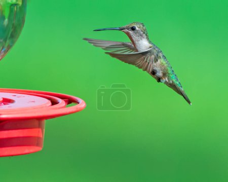 Téléchargez les photos : Colibri approchant mangeoire sur fond vert - en image libre de droit