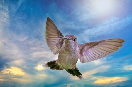 Téléchargez les photos : Colibri planant contre le ciel et les nuages - en image libre de droit