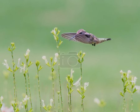 Téléchargez les photos : Colibri se préparant à se nourrir de fleurs de salvia - en image libre de droit