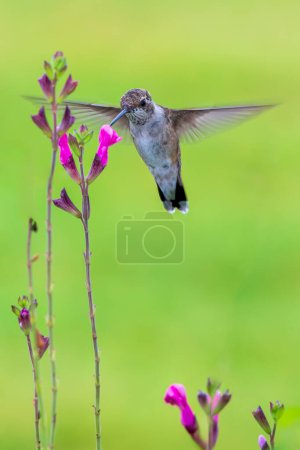 Téléchargez les photos : Nourriture immature des colibris à gorge rubis - en image libre de droit