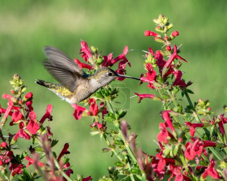 Téléchargez les photos : Colibri juvénile se nourrissant de fleurs colorées - en image libre de droit