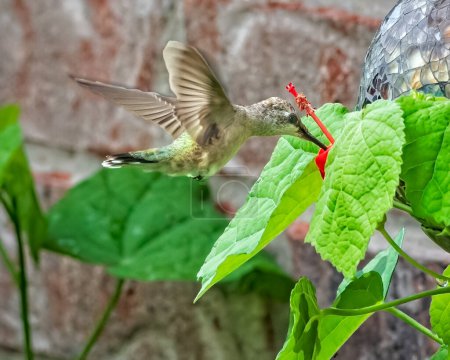 Téléchargez les photos : Colibri à gorge rubis juvénile se nourrissant du chapeau de Turc - en image libre de droit