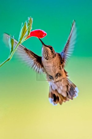 Téléchargez les photos : Alimentation des colibris juvéniles à gorge rubis - en image libre de droit