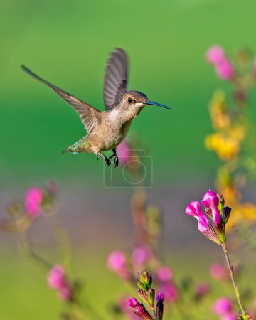 Téléchargez les photos : Colibri à gorge rubis juvénile volant vers les fleurs - en image libre de droit