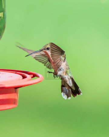 Téléchargez les photos : Débarquement immature de colibri à gorge rubis sur le mangeoire - en image libre de droit