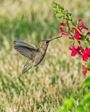 Téléchargez les photos : Humingbird juvénile à gorge rubis se nourrissant - en image libre de droit