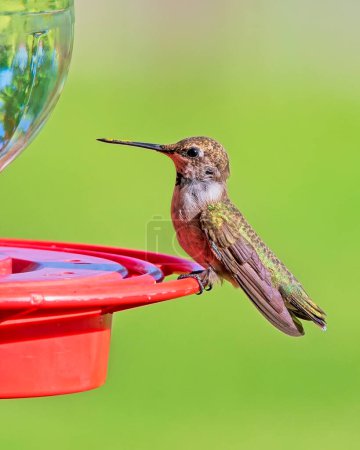 Téléchargez les photos : Colibri gorge rubis juvénile sur le mangeoire - en image libre de droit