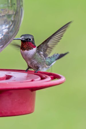 Téléchargez les photos : Colibri à gorge rubis mâle dans la mangeoire - en image libre de droit