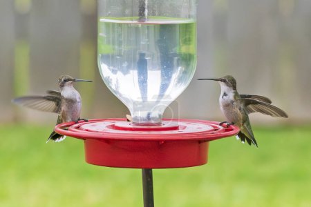 Téléchargez les photos : Deux colibris en mangeoire - en image libre de droit