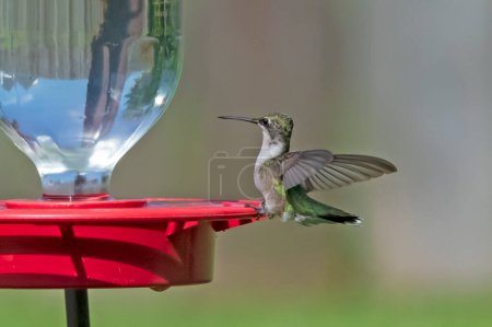Téléchargez les photos : Colibri gorge rubis juvénile reposant sur son mangeoire - en image libre de droit