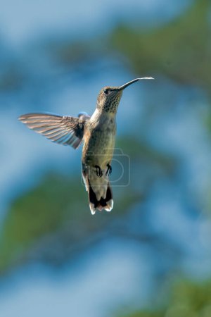 Téléchargez les photos : Colibri gorge rubis juvénile survolant la langue allongée - en image libre de droit