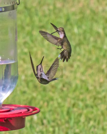 Juvenile Red Throated Hummingbirds Sparring 