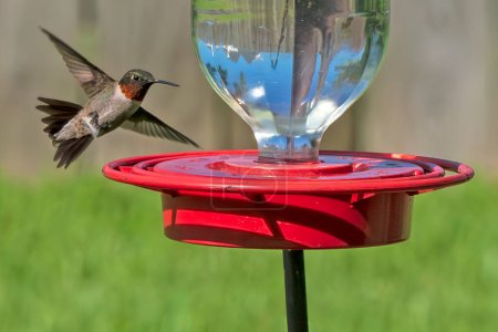 Téléchargez les photos : Colibri gorge rubis volant pour se nourrir - en image libre de droit