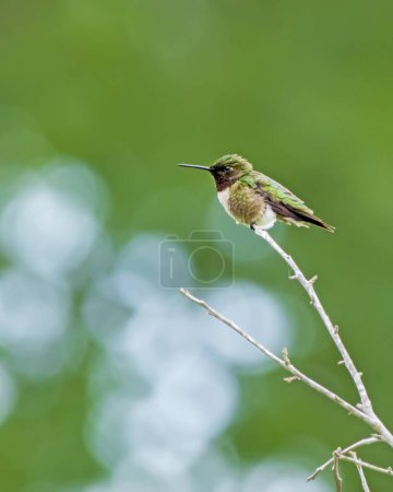 Téléchargez les photos : Colibri à gorge rubis Perché sur un petit membre d'arbre - en image libre de droit