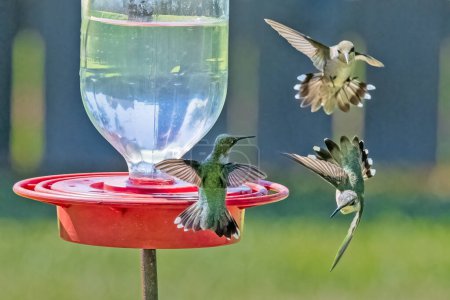 Téléchargez les photos : Trois colibris autour de la mangeoire - en image libre de droit