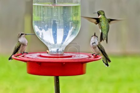 Téléchargez les photos : Trois colibris à gorge rubis autour d'une mangeoire - en image libre de droit