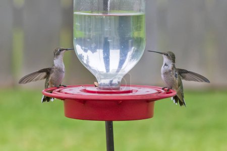 Téléchargez les photos : Deux colibris partageant une mangeoire - en image libre de droit