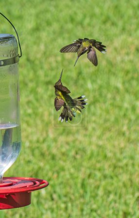 Two Juvenile Red Throated Hummingbirds Sparring Near Feeder